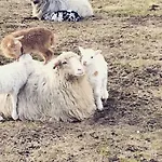 Skjerping Gard Alojamento de Turismo Rural Lonevåg