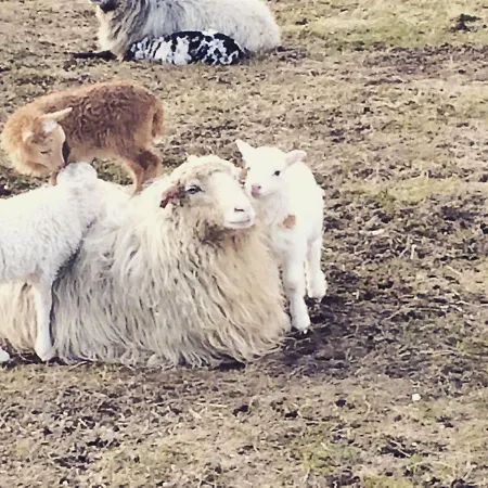 Skjerping Gard 农家乐 Lonevåg