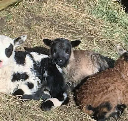 Skjerping Gard 农家乐 Lonevåg